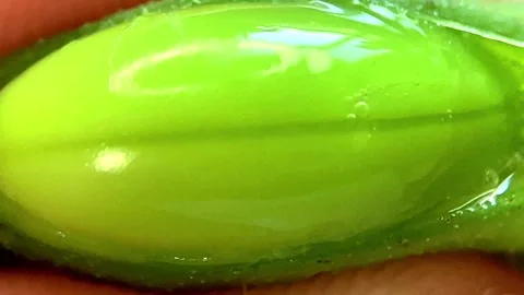 Extreme macro close-up of fresh edamame bean being squeezed out of pod - 4K Stock Footage 336232092