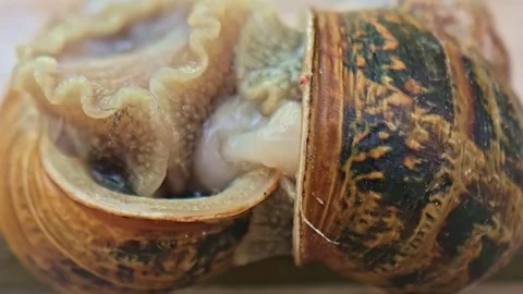 Extreme Macro Close Up of Garden Snails During Mating Stock Footage 340601733