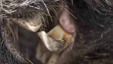 Extreme Macro Close-Up of Giant Wild Boar Tusks – 4K Wildlife 스톡 동영상 320975004