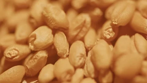 Extreme Macro Close-up of Golden Wheat Grains Pile Vídeos de archivo 336524803