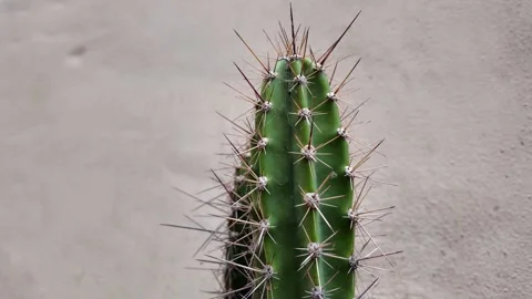 Extreme Macro Close-Up Of A Green Cactus Stock Footage 338010543