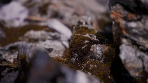 Extreme macro close up of green moss and lichen growing on weathered alpine Stock Footage 344181548