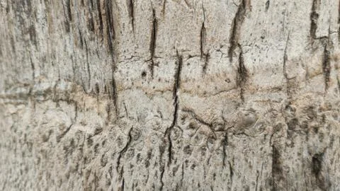 Extreme macro close up horizontal ring textures cracks palm tree trunk Stock Photos