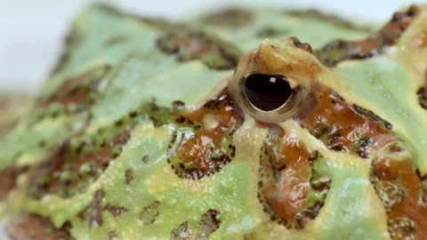 Extreme Macro Close-Up of a Horned Frog Eye and Skin Stock Footage 329740872