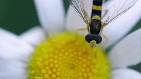 Extreme macro close up of a hoverfly on white daisy flower Stock Footage 334828893