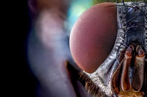 Extreme macro close-up of an insect compound eye showing complex ommatidia Stock Photos