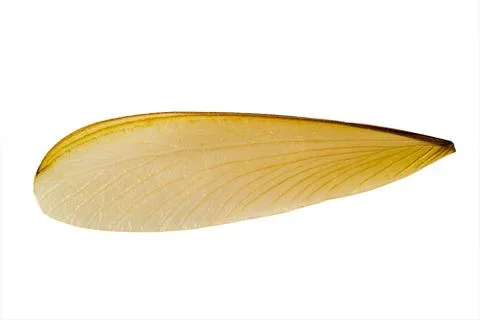 Extreme macro close up of the insect wing Stock Photos