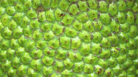 Extreme Macro Close up of Jackfruit Texture in Vietnam Stock Footage 326228965