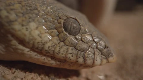 Extreme macro close up of a Kenyan Sand Boa face Stock Footage 170942541