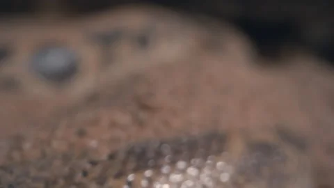 Extreme macro close up kenyan sand boa Stock Footage 170942657