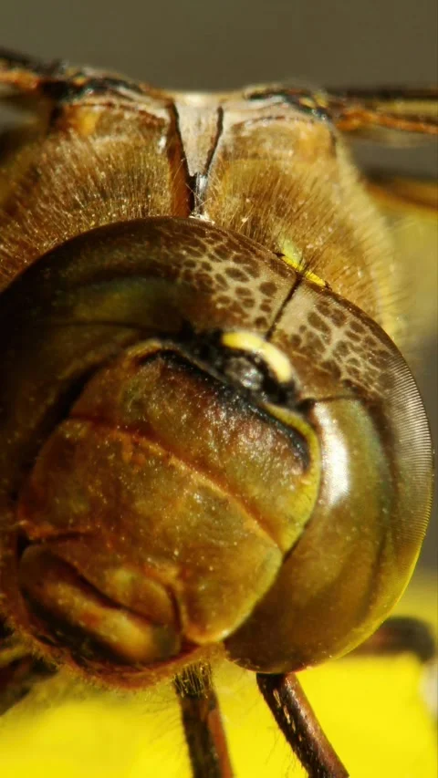 Extreme macro close-up of a large dragonfly compound eye and face. Stock Footage 322515455