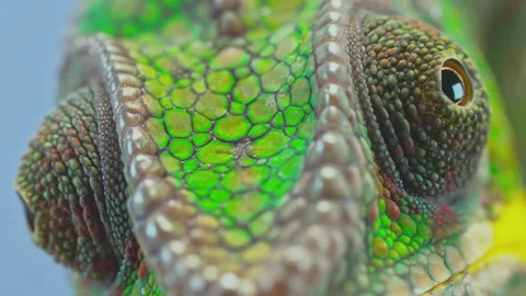 Extreme macro close-up portrait of panther chameleon face, Furcifer pardalis Stock Footage 341293577