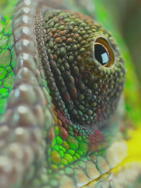 Extreme macro close-up portrait of panther chameleon face, Furcifer pardalis Stock Footage 345863817