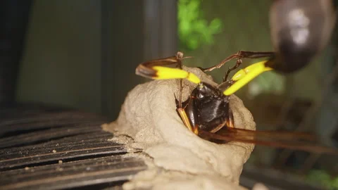 Extreme Macro Close Up of Potter Wasp Entering Mud Nest to Seal Cocoon Chamber, Stock Footage 335238859