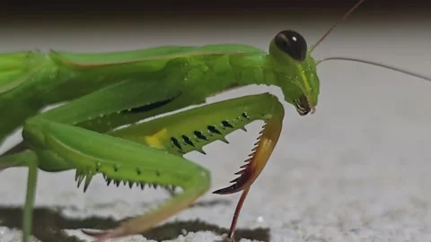 Extreme macro close up of praying mantis face with moving mandibles at night 動画素材 342257186