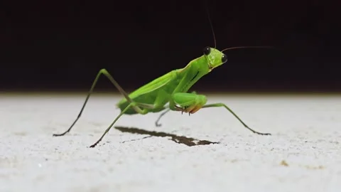 Extreme macro close-up of praying mantis face at night 動画素材 342257202