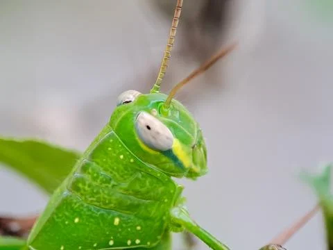 An extreme macro, close up profile of a vibrant green grasshopper's head, f.. Stock Photos