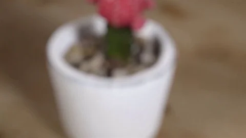 Extreme macro close up of a Red Cactus flower. Push in dolly shot. 4K UHD. Stock Footage 77080590