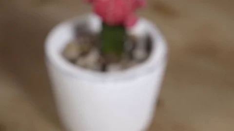 Extreme macro close up of a Red Cactus flower. Push in dolly shot. 4K UHD. Stock Footage 77080644