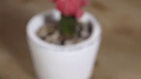 Extreme macro close up of a Red Cactus flower. Push in dolly shot. 4K UHD. Stock Footage 77080695