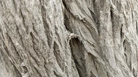 Extreme macro close up rough grey weathered wood grain bark fissures 写真素材