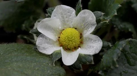 Extreme macro close up of a single white strawberry flower with fresh dew d.. Photos