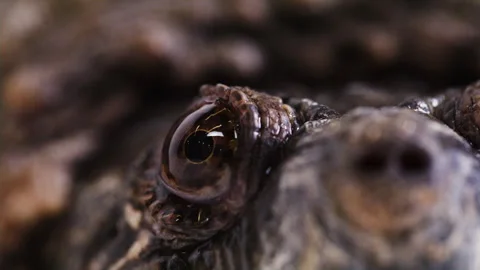 Extreme macro close up of snapping turtle eyeball Stock Footage 256736707