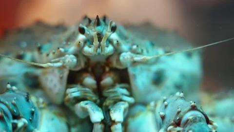 Extreme macro close-up of a spiny blue-green crab with long antennae and a Video stock 325672333