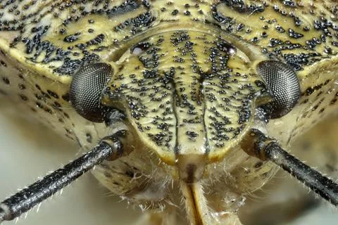 Extreme Macro Close-Up of a Stink Bug Head with Detailed Texture and Compou.. 写真素材