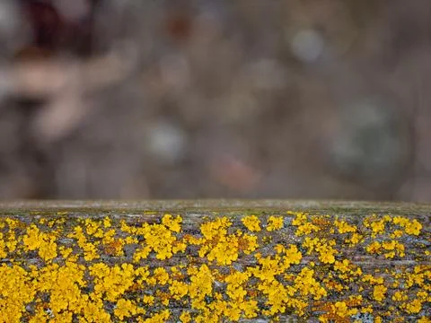 Extreme macro close-up of texture for background Stock Photos
