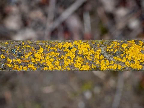 Extreme macro close-up of texture for background Stock Photos