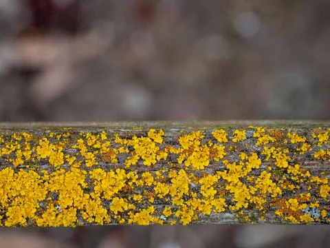 Extreme macro close-up of texture for background Stock Photos