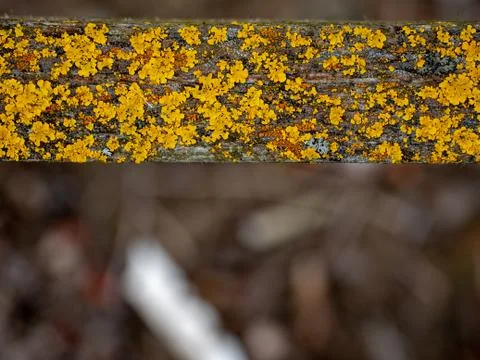 Extreme macro close-up of texture for background Stock Photos