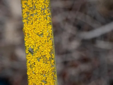 Extreme macro close-up of texture for background Stock Photos