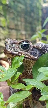 Extreme macro close-up of a toad eye, detailed animal portrait Foto stock