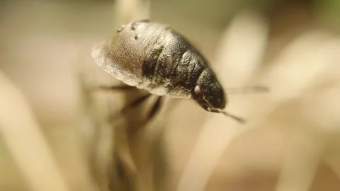 Extreme macro close-up of a tortoise bug nymph (Eurygaster testudinaria) Stock Footage 319483056