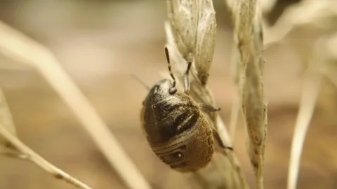 Extreme macro close-up of a tortoise bug nymph (Eurygaster testudinaria) Stock Footage 319483074