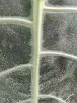 Extreme Macro Close-up of Tropical Leaf Veins and Texture Stock Photos