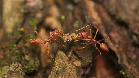 Extreme Macro Close Up Of Two Red Ants Fighting Over Food On Tree Bark Stock Photos