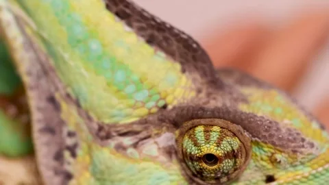 Extreme Macro Close-Up of a Veiled Chameleon Eye and Scales Stock Footage 329460544