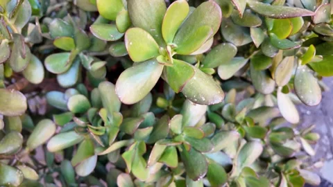 Extreme macro close-up of a vibrant green succulent plant Stock Footage 339776107