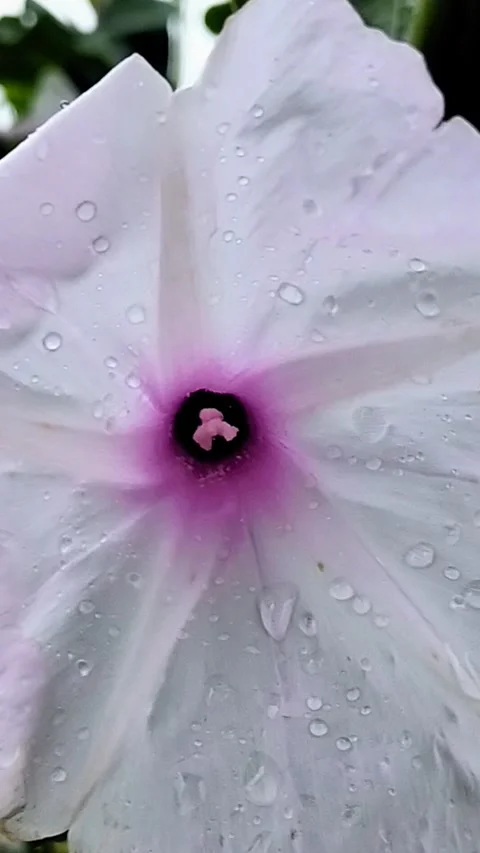 Extreme Macro Close-up of a White Flower with Raindrops and Purple Center Stock Footage 287779162