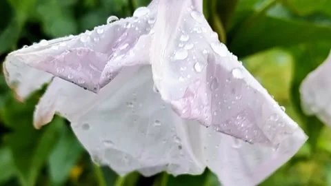 Extreme Macro Close-up of a White Flower with Raindrops and Purple Center Stock Footage 287779177