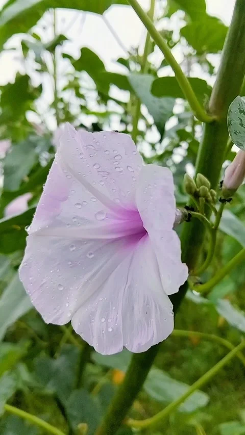 Extreme Macro Close-up of a White Flower with Raindrops and Purple Center Stock Footage 287779178