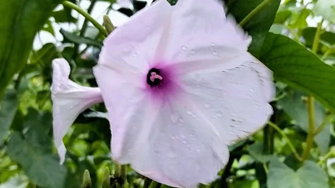 Extreme Macro Close-up of a White Flower with Raindrops and Purple Center Stock Footage 287779183