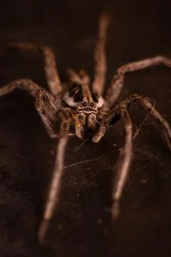 Extreme macro close-up of a wolf spider looking at the camera Stock Photos