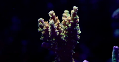 Extreme Macro Closeup of Orange Passion Acropora Tenius with orange polyps and b Stock Footage 289325371
