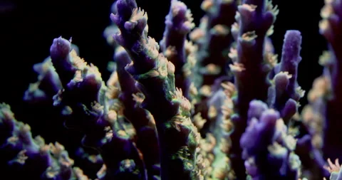 Extreme Macro Closeup of Orange Passion Acropora Tenius with orange polyps and b Stock Footage 289325565