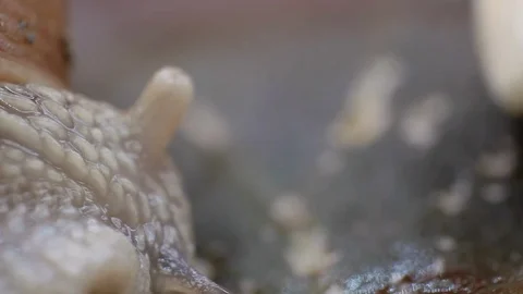 Extreme macro closeup of a snail eye 02 Stock Footage 107629802
