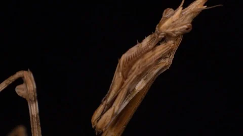 Extreme macro conehead mantis with Stock Footage 127840806